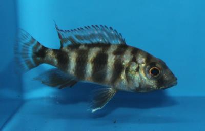 Super VC 10 Milomo (Placidochromis milomo)